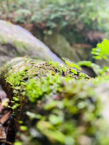 苔むした木の上に小さな芽が伸びる自然の風景